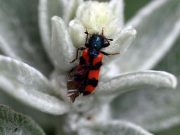 trichodes apiarius